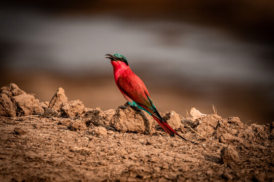 Southern Carmine Bee-eater perched on dry ground, South Luangwa Zambia
