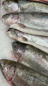Fresh frozen sea trout on ice, rows of whole trout on shallow crushed ice at seafood counter, silvery scales glistening under shop
