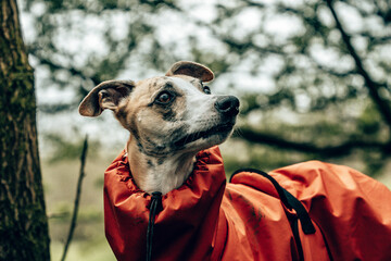 Obraz premium Portrait of a Whippet Dog Wearing an Orange Raincoat Carrying a Stick in a Woodland Setting