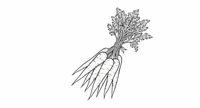 Black and white drawing of a bunch of carrots tied with string, feathery green tops visible