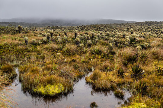 Paramo ecosystem with frailejon (Espeletia) plants in Purace National Natural Park, Colombia