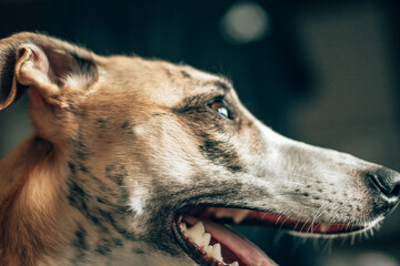 Obraz premium Playful Brindle Whippet Dog Running in Field and Carrying Stick Wearing Outdoor Adventure Harness