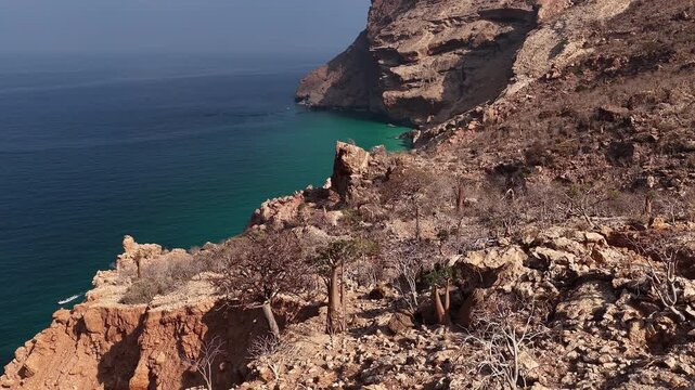Rocky coastline aerial view with bottle trees in socotra island