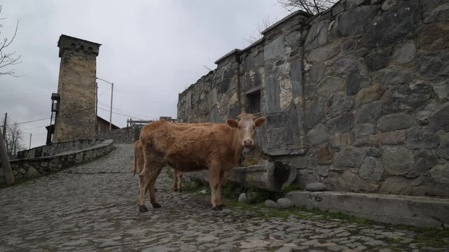 Brown cow drinking water along old stone wall