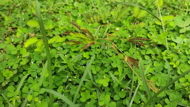 Closeup video of touch me not plant.