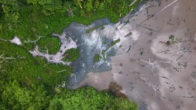 Overhead view reveals vibrant green forest meeting parched riverbed