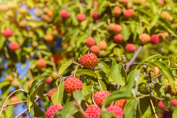 Obraz premium Fruit grows on a tree branch under a bright sky during a sunny day in a garden setting