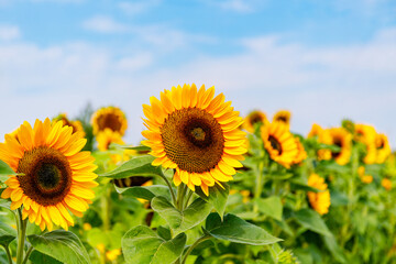 Fototapeta premium Sunflowers bloom in a field under a clear blue sky on a bright summer day