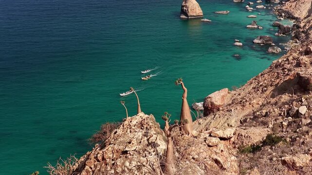 Bottle trees overlooking boats on the turquoise ocean, Socotra island