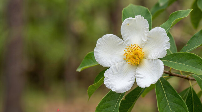 Extreme macro of the rare Franklin Tree flower (Franklinia alatamaha), extinct in the wild, with wide copy space