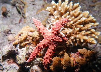 Seestern, Nacht, Abu Ramada Riff, Rotes Meer,  Ägypten © Frank