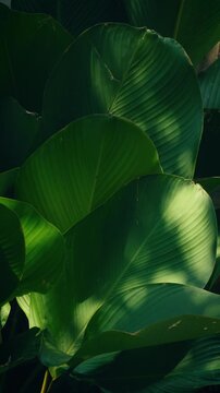 Tropical leaf pattern with dramatic light and shadow, dark moody tones