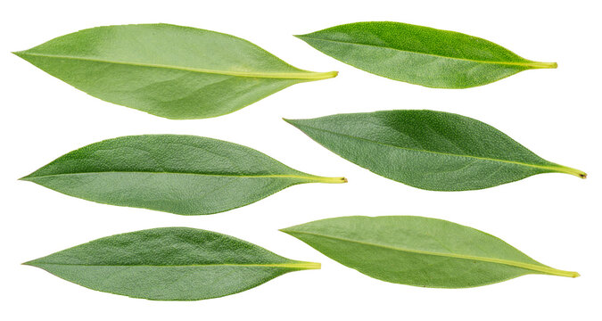 Green leaves of mousehole tree isolated on a white background, showcasing fresh natural foliage with detailed texture.
