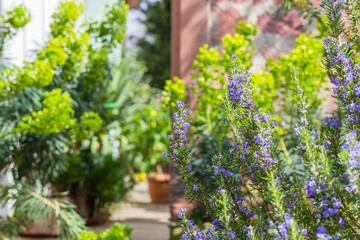 Naklejka premium Flowers and plants in a garden with greenery and blooming colors on a sunny day in spring season
