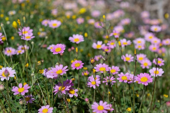 A flower field filled with pink daisies, photographed outdoors on a sunny day. A vibrant spring scene.