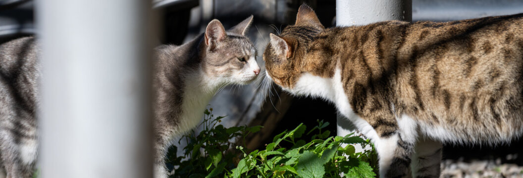 Two cats gently sniffing each other&rsquo;s noses, displaying affectionate greeting behavior, curiosity, and the social bond between domestic felines.
