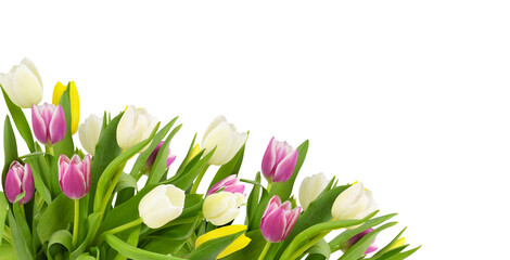 Naklejka premium Bouquet of spring colorful tulip flowers in a corner arrangement isolated on white or transparent background