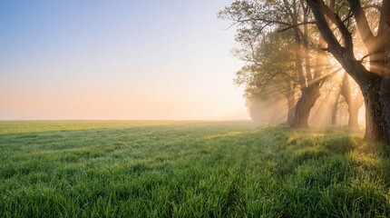 Fototapeta premium Golden sunrise light over a green field with trees and morning fog