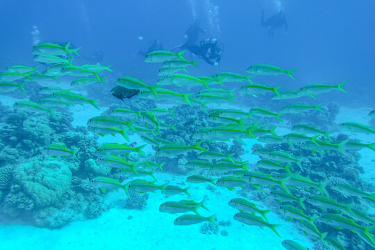 Schwarm gelbe Schnapperfische, F&uuml;siliere, Unterwasser-Foto, Tauchplatz Abu Ramada, Rotes Meer, &Auml;gypten
