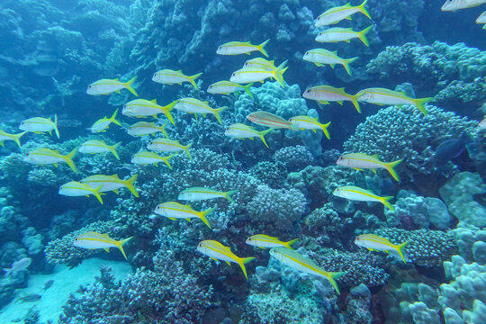 Schwarm gelbe Schnapperfische, F&uuml;siliere, Unterwasser-Foto, Tauchplatz Abu Ramada, Rotes Meer, &Auml;gypten