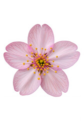 Fototapeta premium Delicate pink cherry blossom with golden center