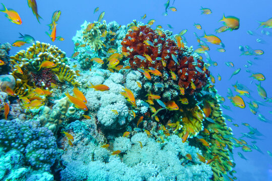 Juwelen-Fahnenbarsche (Pseudanthias squamipinnis), Korallenriff, Tauchplatz Ras Abu Soma Reef, Rotes Meer, &Auml;gypten
