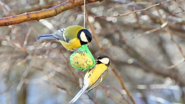 Eurasian Blue Tit and Great Tit birds feeding on a hanging suet fat ball in a winter garden.
