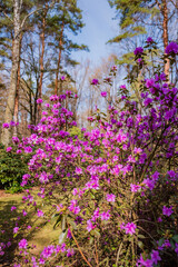 Obraz premium Vibrant purple blossoms flourish in a serene garden under clear blue skies