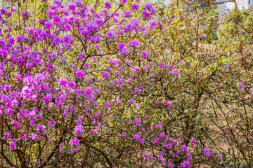 Obraz premium Vibrant azalea blooms bring a burst of color to the tranquil garden in springtime sunlight