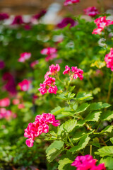 Obraz premium Vibrant pink flowers bloom in a lush garden, creating a colorful natural landscape during springtime