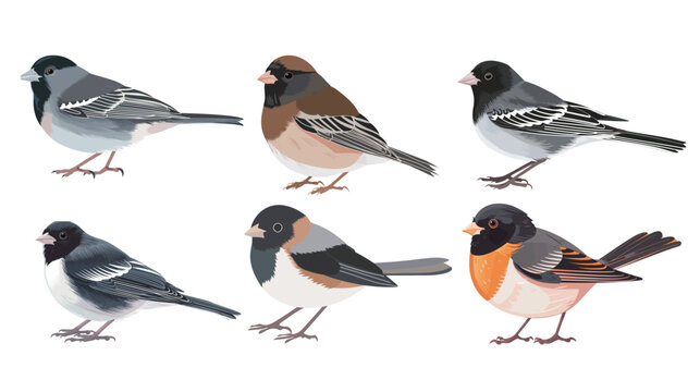 Junco bird smiling illustration white background vector cute minimal animal character spring nature concept modern flat design