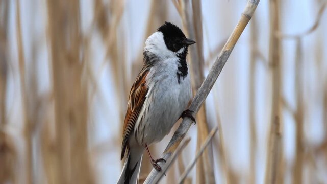 Close-up footage of an adult male Common reed bunting (Emberiza schoeniclus) perched on a slender reed, slowly climbing up the stem, showcasing its distinctive black head and white collar.