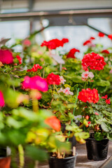 Fototapeta premium Vibrant blooming geraniums fill a sunlit greenhouse with rich colors and life