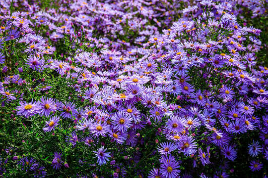 Purple flowers bloom in a garden during spring at a local park with people walking nearby and enjoying the scenery and fresh air