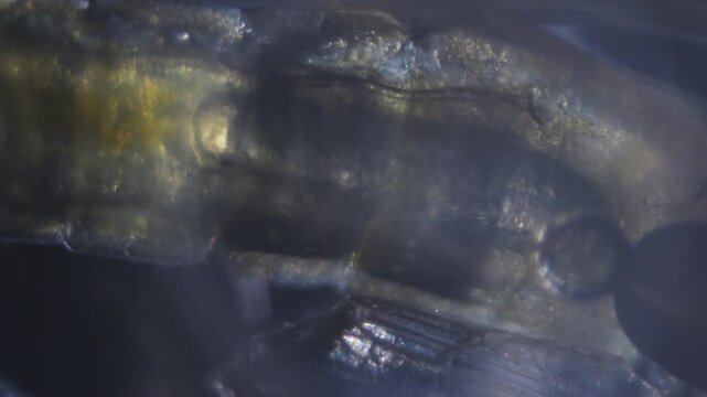 Tissues and living organs of an insect through an optical microscope