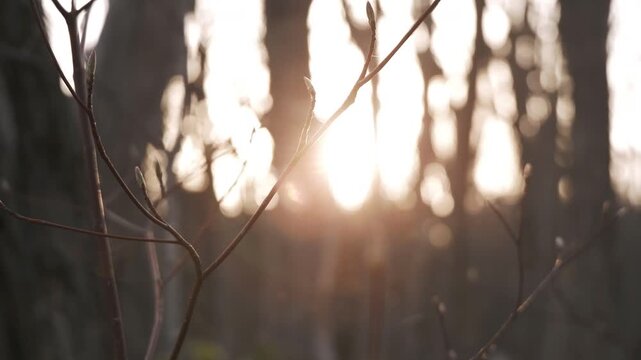 太陽を背景に冬枯れの森のシルエット
