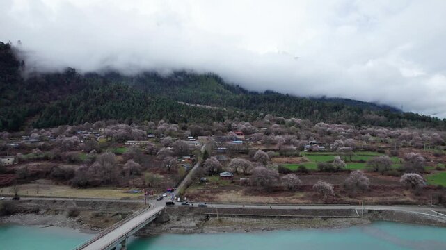 Drone view of Gang village in Bomi County, Nyingchi, Tibet, China. Beautiful pink peach blossoms with clouds and snow covered mountains and green wheat field. 4k real time footage, travel concept.