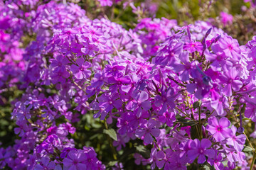 Obraz premium Vibrant purple flowers bloom in a sunny garden during spring season