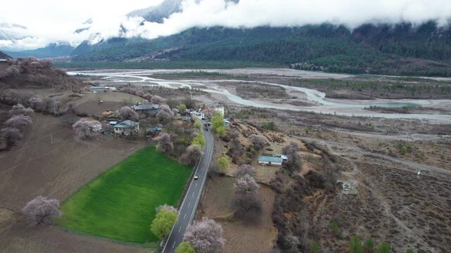 Drone view of road through village in Bomi County, Nyingchi, Tibet, China. Beautiful pink peach blossoms with snow covered mountains and green wheat field. 4k real time footage, travel concept.