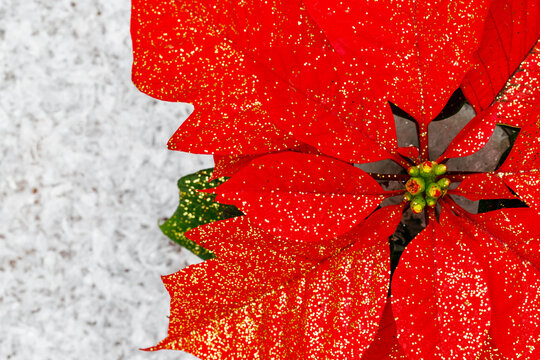 Bright red poinsettia flower with golden specks on a light background during the holiday season in December