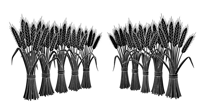 Wheat bundles illustration with detailed grain stalks and tied sheaves featuring agriculture, farm, harvest with rural and countryside elements for