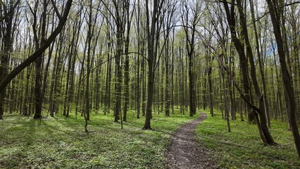 Obraz premium Green spring forest with flowers and grass in morning sunlight.