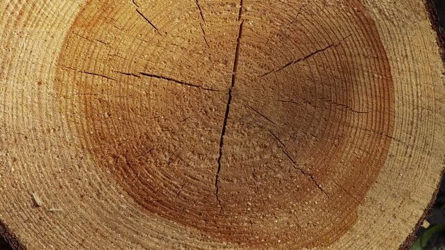 Tree trunk cross‑section rising upward in a detailed natural wood texture