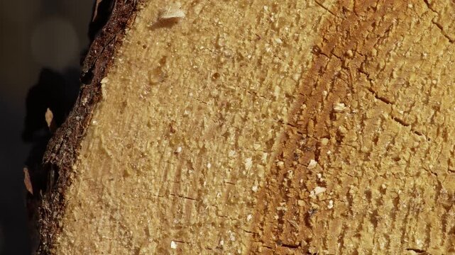 Pine Log Cross‑Section with Visible Rings and Resin Droplets