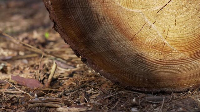 Pine Log Cross‑Section on Forest Floor in Tilt Down Shot