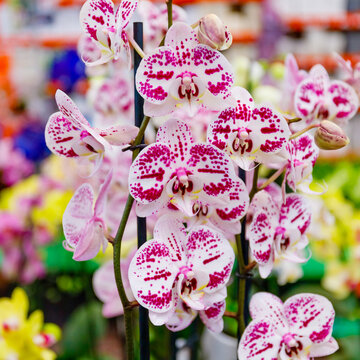 Colorful orchids bloom in a garden center during a sunny afternoon in spring