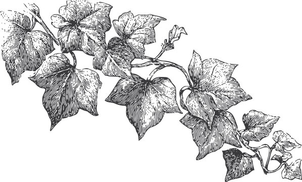Detailed vintage ivy branch illustration with textured leaves and curling tendrils in black and white drawing
