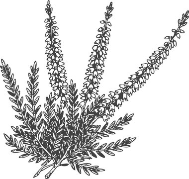 Heather plant illustration with detailed elongated flower spikes and narrow leaves in botanical