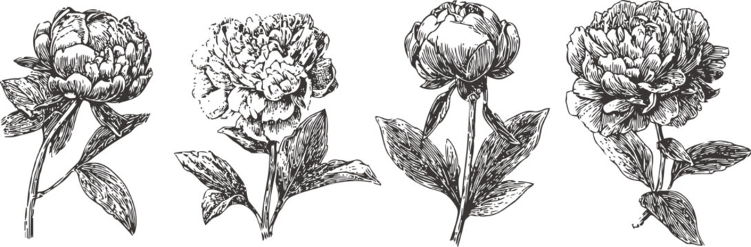 Hand drawn peony flowers set vintage botanical ink sketches with leaves and buds floral elements