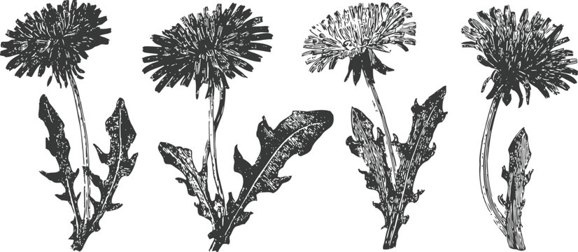 vintage botanical illustration of dandelion flowers and leaves with detailed ink drawing
